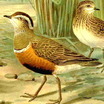 Eurasian Dotterel